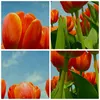 Bild auf Leinwand - Leinwandbild - Tulpe Blume blauer Produktbild-Vorschau 8