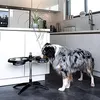 Ciotola rialzata per cani, adatta a cani di grossa taglia Anteprima dell’immagine prodotto 2