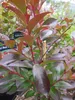 Lagerstroemia indica Ruffled Red Magic ® - Chinesische Produktbild-Vorschau 2
