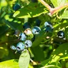 A close-up view of blueberries on a branch with green leaves. Náhľad obrázku produktu