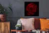 MuchoWow® Poster Rosa - Rot - Schwarz 50x50 cm - Produktbild-Vorschau 2
