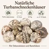 Turbanschneckenhäuser Turbo argyrostomus mit Produktmerkmalen Produktbild-Vorschau