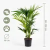 Howea Forsteriana, Kentia Palme, Zimmerpflanze, 90-100 cm, Produktbild-Vorschau 7