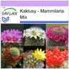 SAFLAX - Mammilaria Mix - 40 Nasiona - Mammilaria Mix Podgląd zdjęcia produktu 10