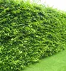 Hainbuche 40-50 cm, Cont. 2 l Produktbild-Vorschau 1