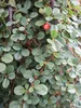Cotoneaster dammerii Winterjuwel - Teppichmispel Produktbild-Vorschau 3