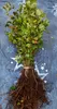 Rotbuche Fagus sylvatica 40-60 cm wurzelnackt Buchenhecke Produktbild-Vorschau 3