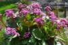 Stauden Gänge 1 x Bergenia cordifolia ‚Winterglut‘ - Produktbild-Vorschau 5