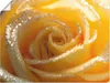 ARTland Poster Gelbe Rose Makro Größe: 40x30 cm Produktbild-Vorschau 1