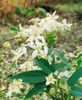 Clematis armandii, immergrün, weiß, 60–100 cm Produktbild-Vorschau 5