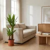 Bloomique - Yucca Elephantipes - Palma Yucca - Palma giglio Anteprima dell’immagine prodotto 4