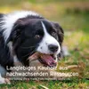 AniForte Olivenholz für Hunde L - Rein natürlicher Hunde Produktbild-Vorschau 6