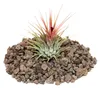 Tillandsia ionantha ionantha - roslina luzna Náhľad obrázku produktu 1