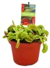 Mucholapka venušinská - Dionaea muscipula - 12cm květináč Náhled obrázku produktu 1
