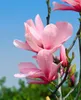 Magnolia 'Galaxy', Magnolie, rosa Blüten, 80–100 cm Produktbild-Vorschau 3