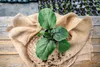 Enseleits 3er Set Aubergine  Pflanze (Solanum melongena) Produktbild-Vorschau 3