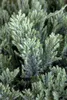 Juniperus horizontalis 'Blue Chip', Kriech-Wacholder, Produktbild-Vorschau 2