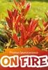 10x Kirschlorbeer On Fire 60-80 cm  - Roter Austrieb - Produktbild-Vorschau 3