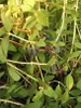Caprifoglio della Kamchatka Indigo Gem 1L Anteprima dell’immagine prodotto 8