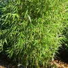 Bambou de haie - Fargesia robusta | 60- 80 cm en conteneur Voir les images du produit 1