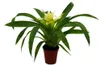 Mini Guzmania Trio - sada 3 barevných bromélií ve 3 barvách Náhled obrázku produktu 2