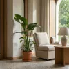 Bloomique - Strelitzia Nicolai - Roślina rajskiego ptaka - Podgląd zdjęcia produktu 4