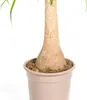 Sloní noha (Beaucarnea Recurvata) - pokojová rostlina, Náhled obrázku produktu 5