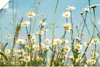 ARTland Poster Margeriten vor Sommer Himmel Größe: 60x40 cm Produktbild-Vorschau 1