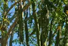 SAFLAX - Moringa - Moringa oleifera - 10 Samen - Mit Produktbild-Vorschau 5