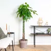 Bloomique - Pachira Aquatica - Glückskastanie - Produktbild-Vorschau 4