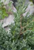 Juniperus procumbens 'Nana', Kriech-Wacholder, 20–25 cm Produktbild-Vorschau 6