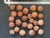Rudraksha (Elaeocarpus ganitrus) - 3 graines Voir les images du produit 3