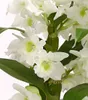 Dehner Traubenorchidee, üppige weiße Blüten, ca. 40-50 cm, Produktbild-Vorschau 2