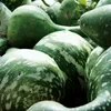 Flaschenkürbis Mischung Samen - Lagenaria siceraria - Produktbild-Vorschau 5