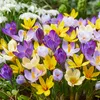Bloomique - Mix 40 - Krokus - Krokus - Mix kolorów - Podgląd zdjęcia produktu 4