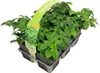 Tlustonitník klasnatý, pachysandra klasnatá FloraSelf Náhled obrázku produktu 1