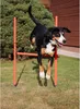 Merco Dog Trainer agility překážky pro psy balení 1 sada Náhled obrázku produktu 2