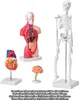 SucceBuy sada 4 modelov anatómie človeka, 3D učebné pomôcky Náhľad obrázku produktu 8