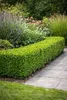 Buchsbaum 40 cm Strauch – Buxus sempervirens winterhart – Produktbild-Vorschau 3