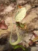 Nepenthes rafflesiana (pianta carnivora)  - 10 semi Anteprima dell’immagine prodotto 3