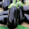 Aubergine Samen Schwarze Schönheit Lila Birne Der Liebe 1G Produktbild-Vorschau 24