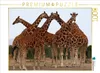 Calvendo Giraffen – Meeting 1000 Teile Puzzle quer Produktbild-Vorschau 3