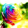 Malen nach Zahlen 5d Diamond Painting Bunte Rose Malen nach Produktbild-Vorschau 5