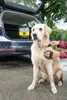Kärcher Mobile Outdoor Cleaner OC 3 + Pet Produktbild-Vorschau 5