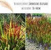 Japanisches Blutgras (Imperata cylindrica) - Winterhartes Produktbild-Vorschau 3