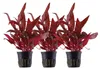 Aquarium Pflanze 3 Stück Alternanthera reineckii Rosanervig Produktbild-Vorschau 1