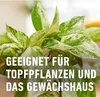 COMPO  Trauermückenfänger gelbe Leimfallen 5er Pack Produktbild-Vorschau 6