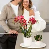 Kolibri Orchids | rote  Schmetterlings-Orchidee - Kongo - Produktbild-Vorschau 8