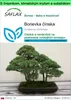 SAFLAX Garden to go - Borievka čínska - Juniperus chinensis Náhľad obrázku produktu 1