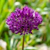 Alliumzwiebeln - 30 Stk - Allium 'Purple Sensation' - Produktbild-Vorschau 4
